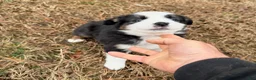 Australian Shepherd dogs for sale: Buster - Ad 6
