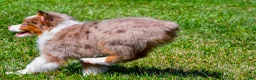 Miniature Australian Shepherd dogs for sale: Noah - Ad 10