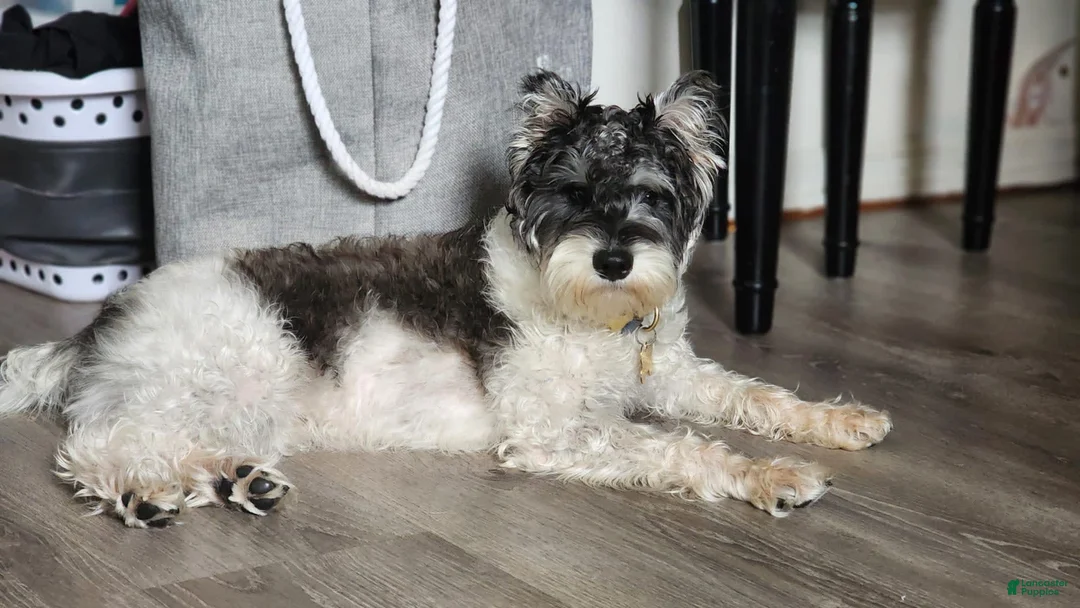 Gallery Image {{count}}