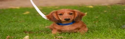 Miniature Dachshund dogs for sale: Asher Miniature Dachshund - Ad 4
