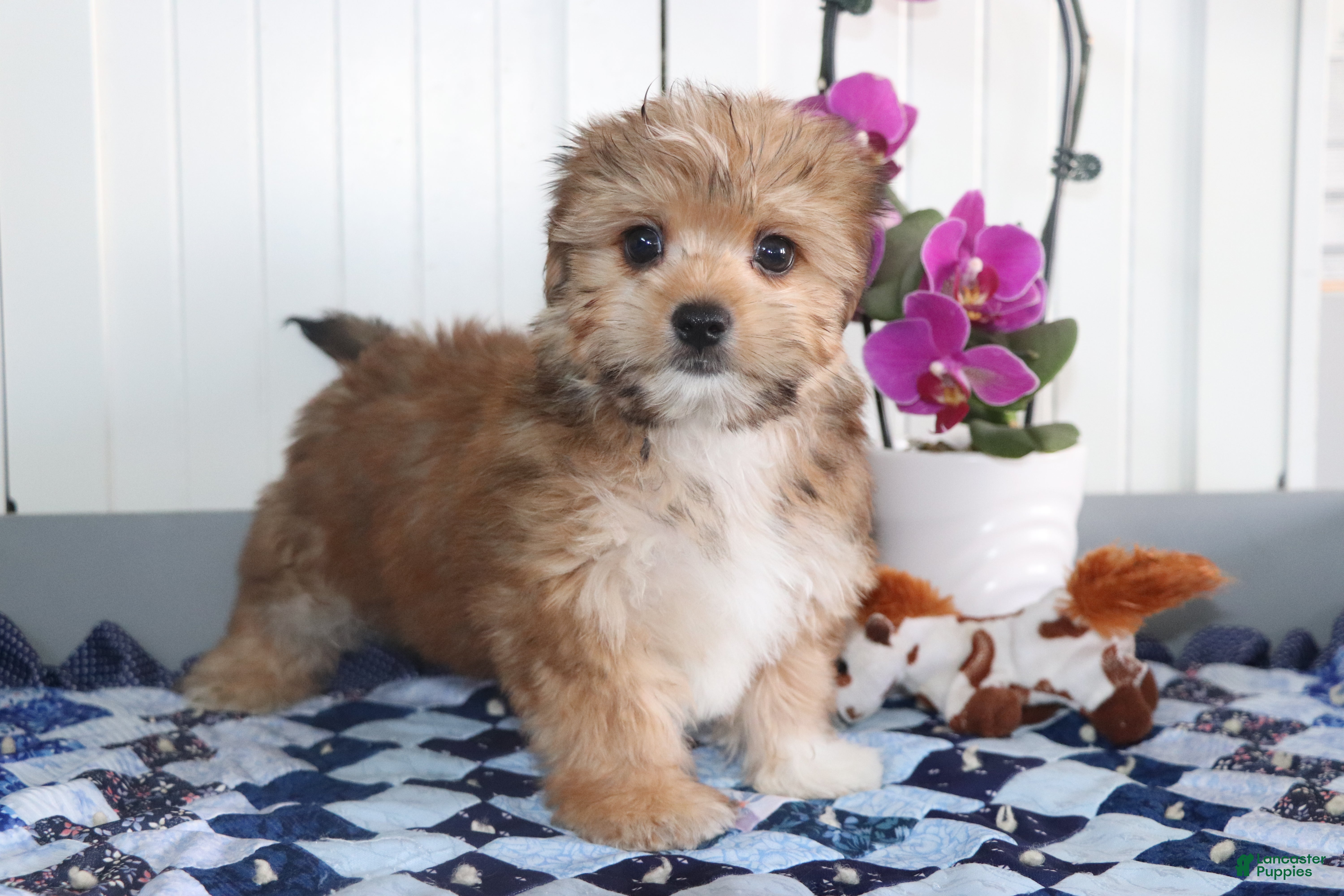 Shorkie dogs Donald - Ad 1