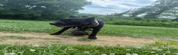 Mixed Breed dogs for sale: Blackberry - Ad 18