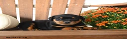 Rottweiler dogs for sale: Pennelope  - Ad 1
