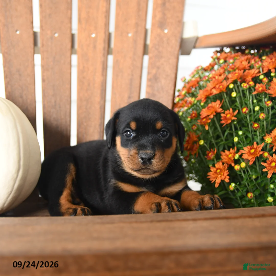 Rottweiler dogs for sale: Pennelope  - Ad 1