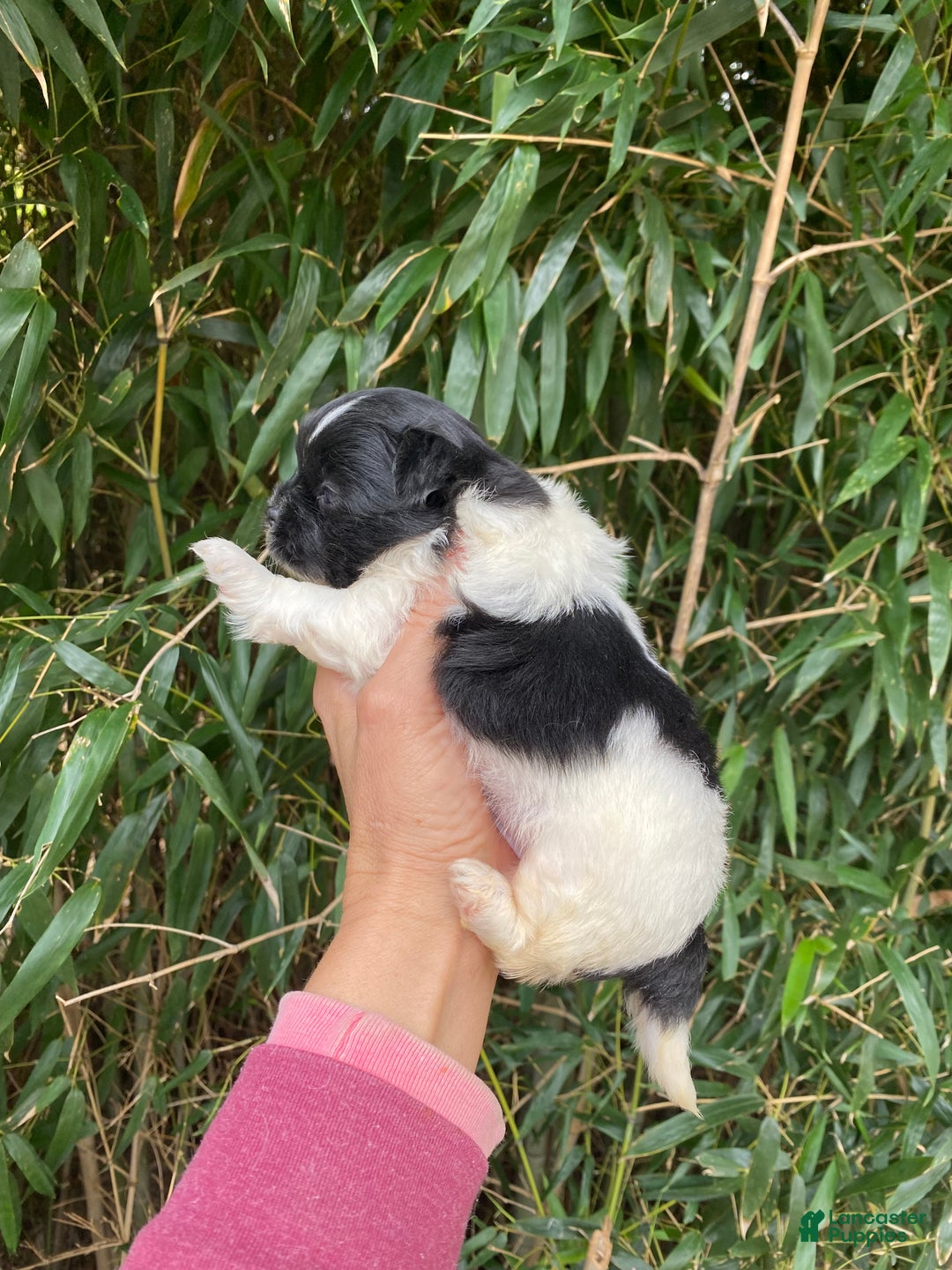 Mixed Breed dogs for sale: Mixed Breed Puppy 1 - Ad 4