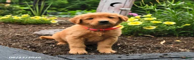 Rosie