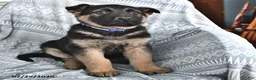German Shepherd dogs for sale: Thomas - Ad 2