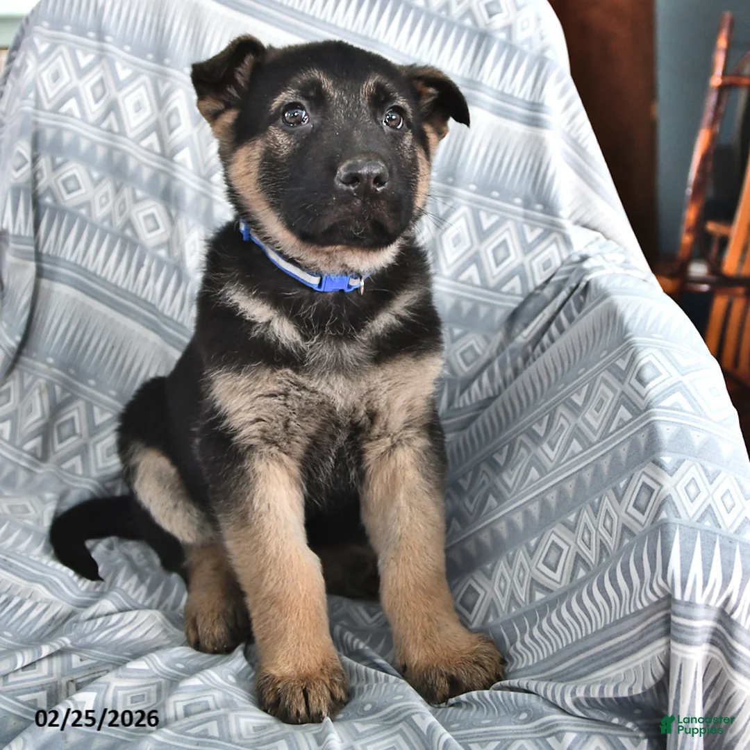 German Shepherd dogs for sale: Thomas - Ad 2