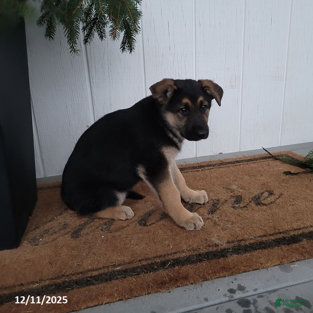 German Shepherd dogs for sale: Zoey - Ad 3