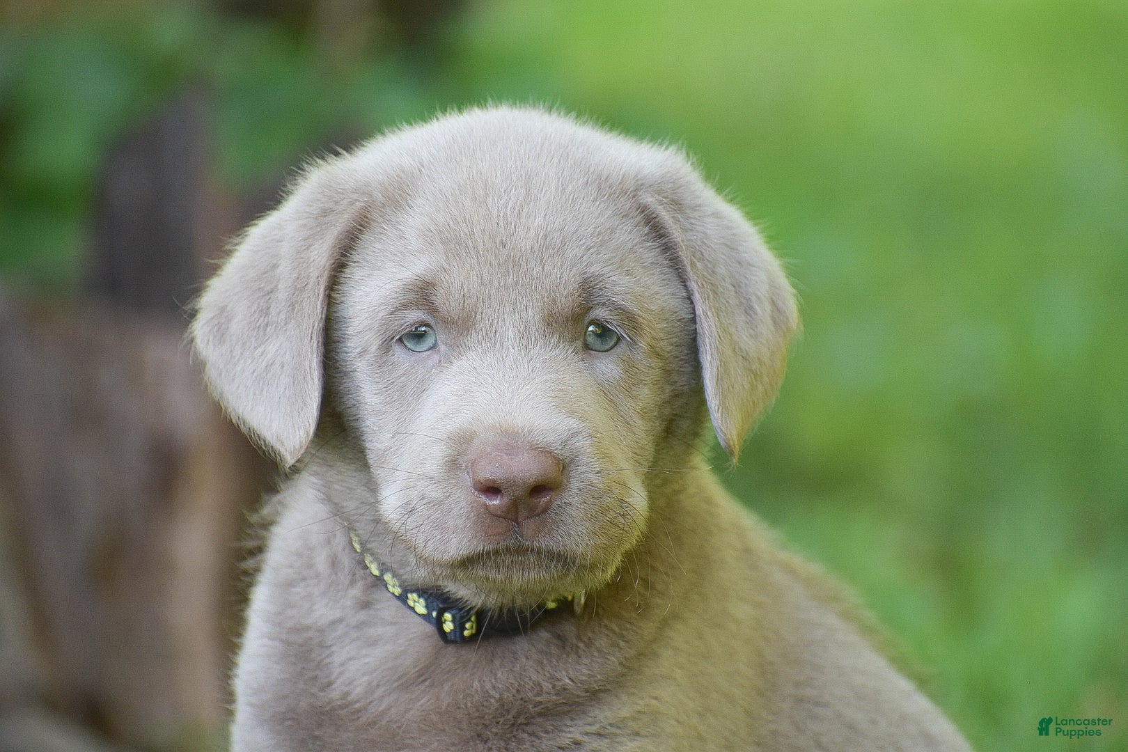 Labrador Retriever dogs Thunder - Ad 2