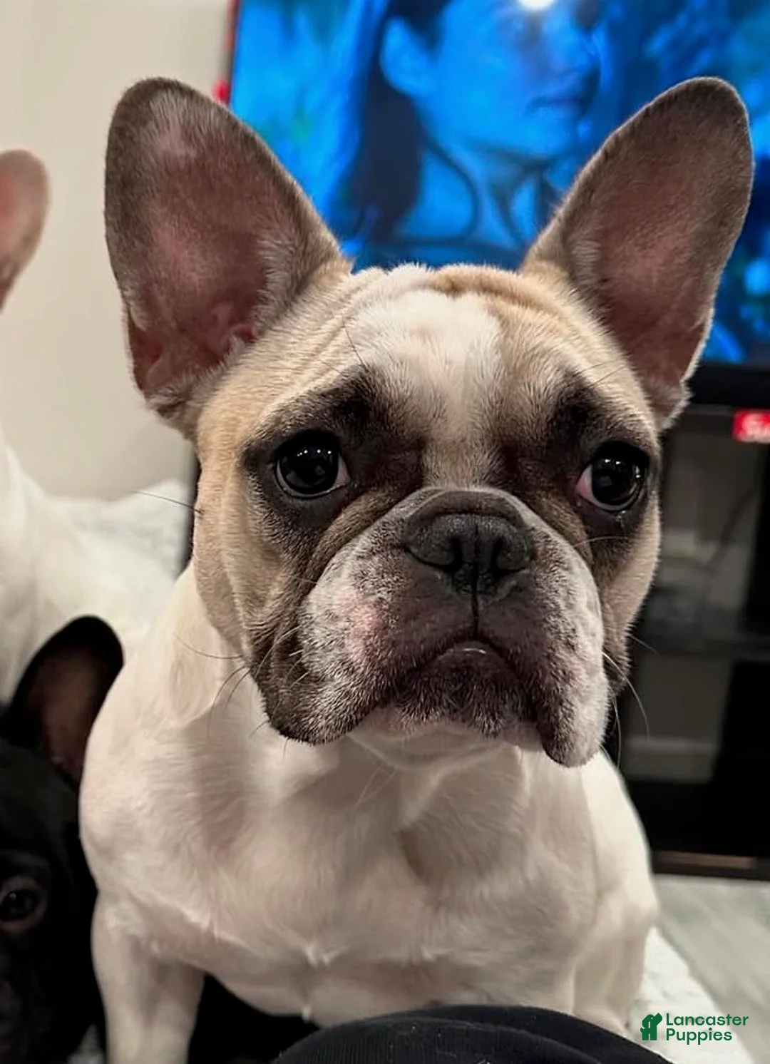 French Bulldog dogs for sale: Twix - Ad 3