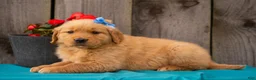 Golden Retriever dogs for sale: Tasha - Ad 8