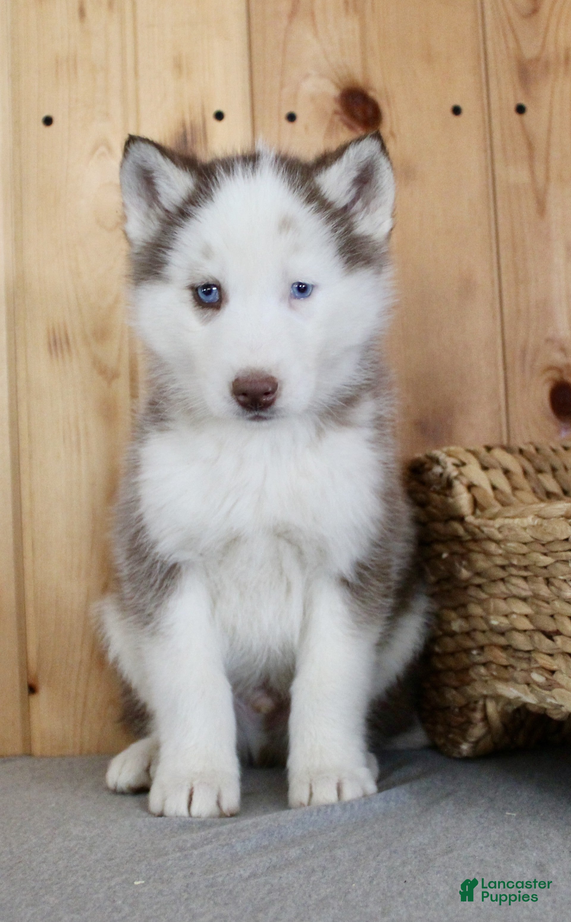 Siberian Husky dogs Dexter - Ad 2