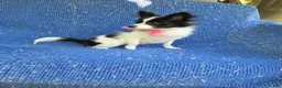 Pomchi dogs for sale: Chloe - Ad 1