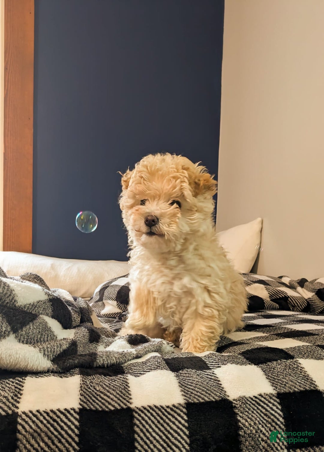 Mini Bernedoodle dogs for sale: Aurora "Rory" - Ad 4