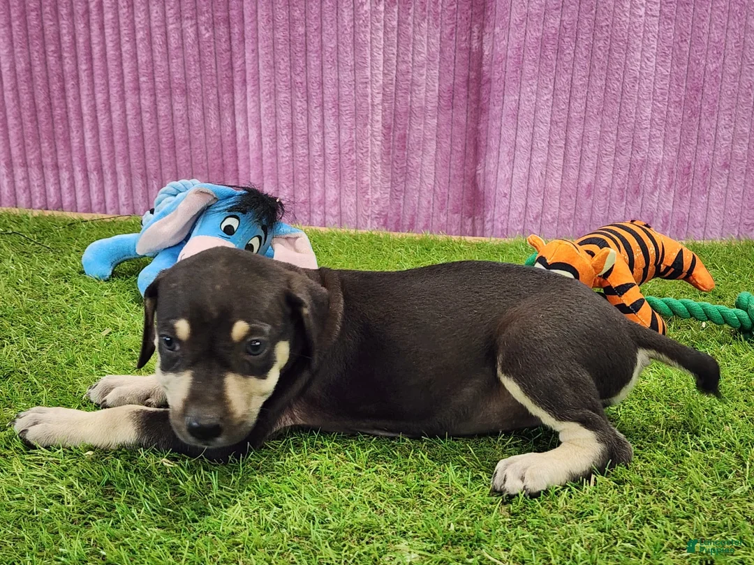 Catahoula Leopard Dog dogs for sale: Tess 2025 Female 3 - Ad 8