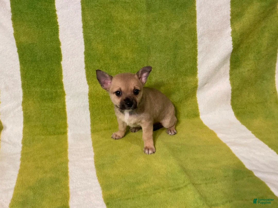 Chihuahua dogs for sale: Maisy - Ad 6