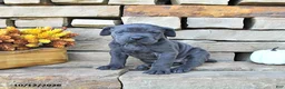 Cane Corso dogs for sale: Nova - Ad 1
