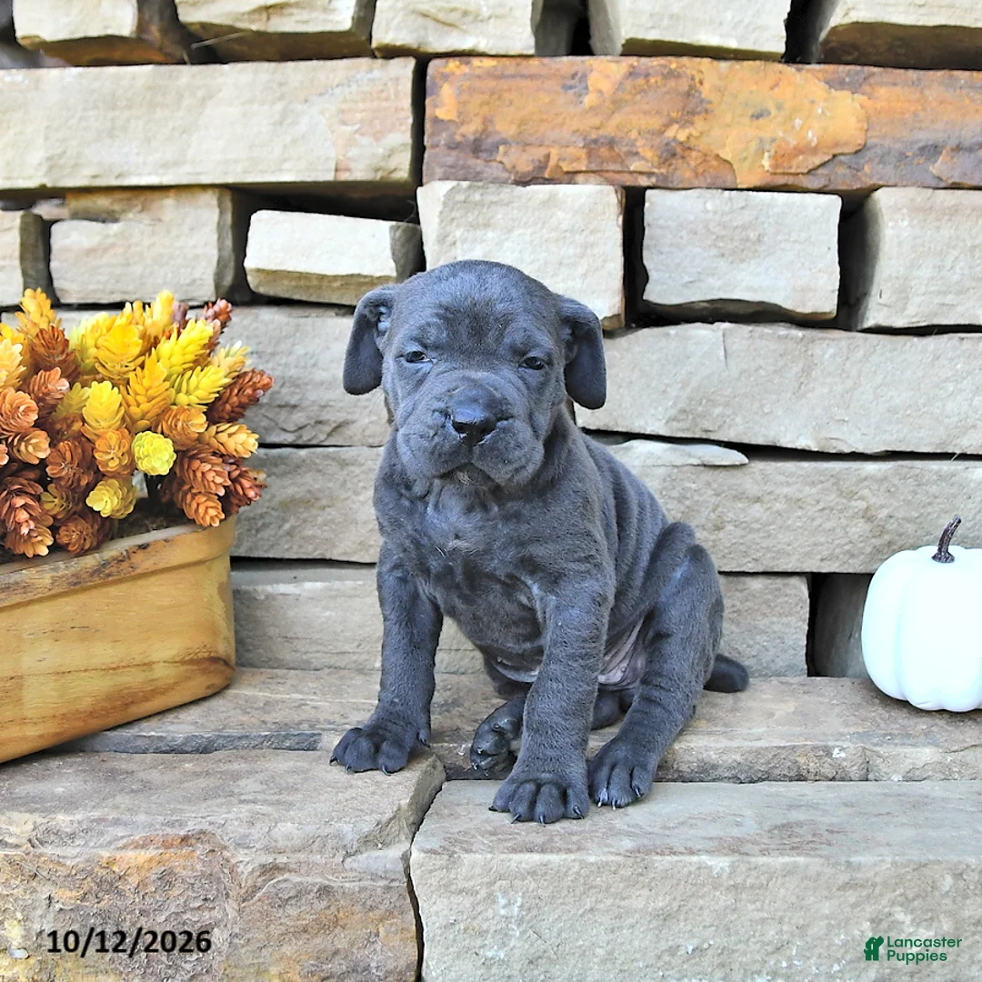 Cane Corso dogs for sale: Nova - Ad 1