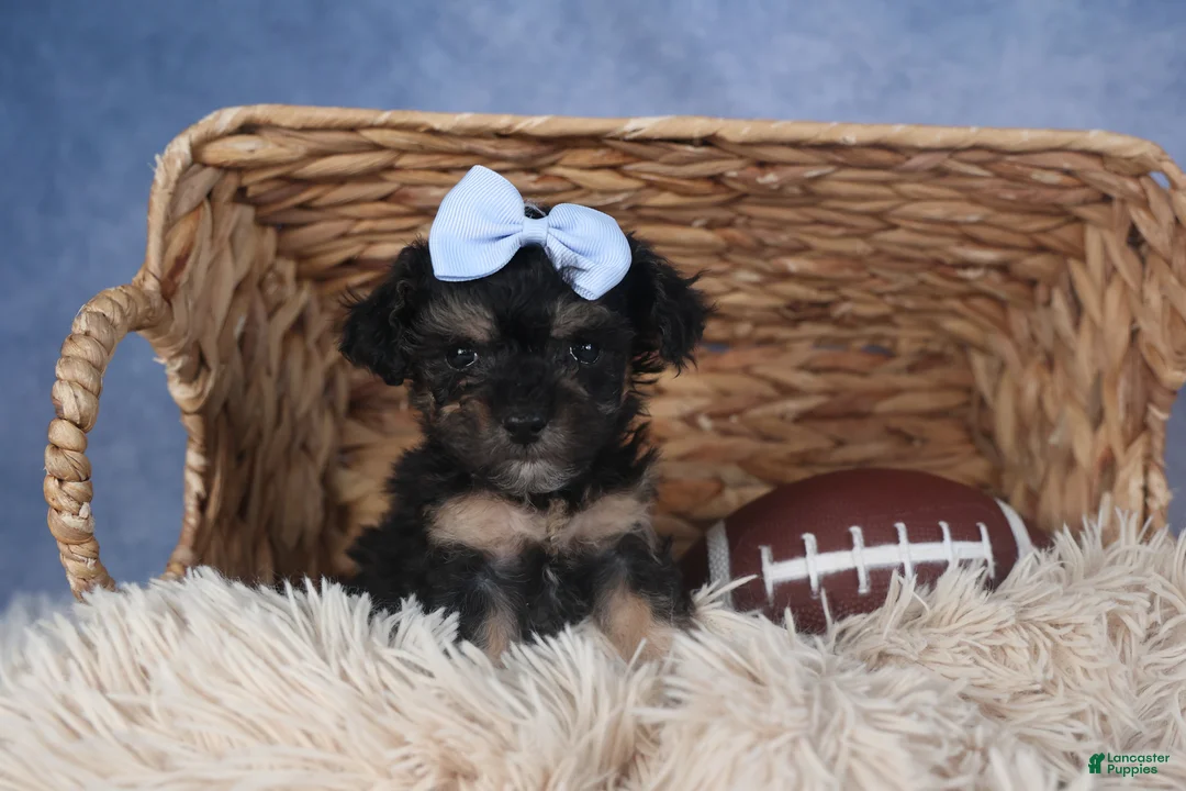 Miniature Poodle dogs for sale: Rosebud (Runt of Litter) - Ad 13