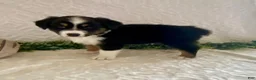 Australian Shepherd dogs for sale: Rowdy - Ad 3