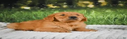 Golden Retriever dogs for sale: Joey - Ad 10