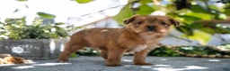 Shorkie dogs for sale: Ellis - Ad 1