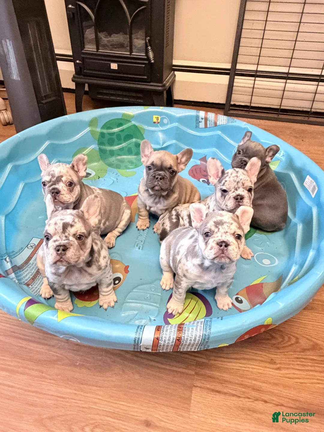 French Bulldog dogs for sale: French Bulldog Puppy 6 - Ad 1