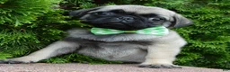 Pug dogs for sale: Pearl - Ad 13