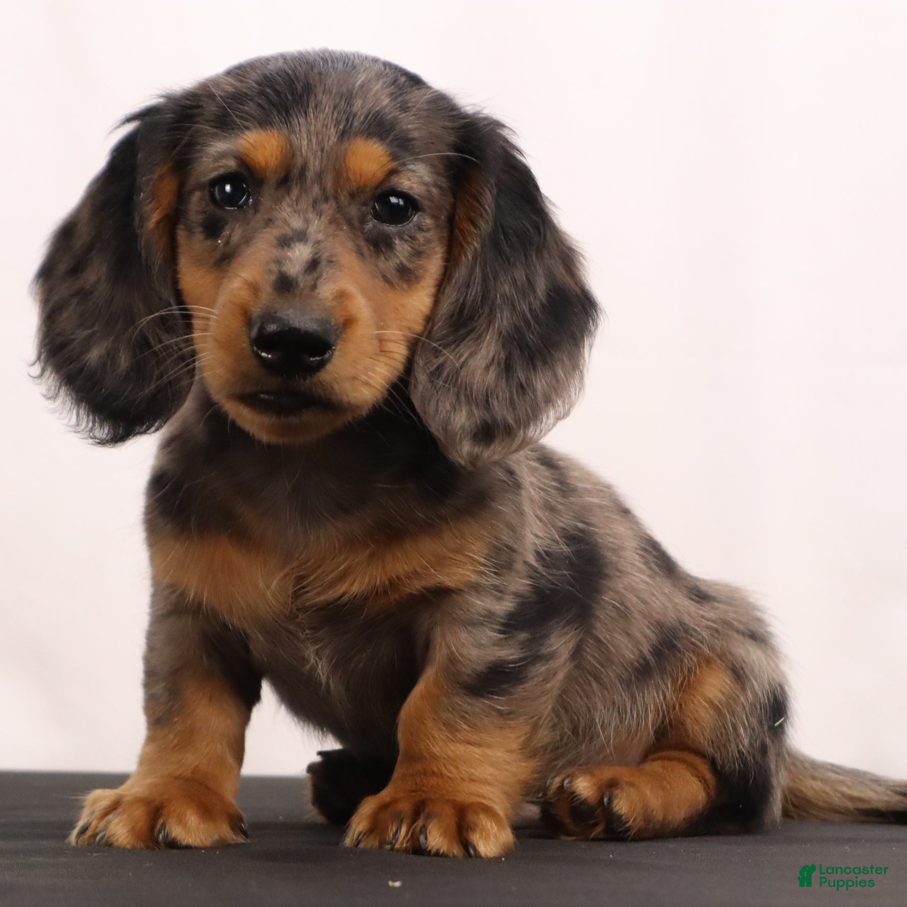 Dachshund dogs Fluffy - Ad 1