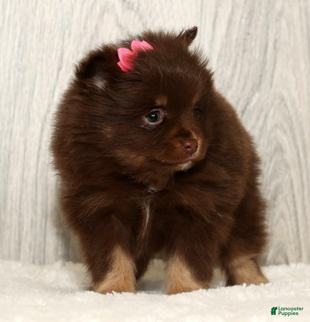 Pomeranian dogs for sale: Whitney - Ad 9
