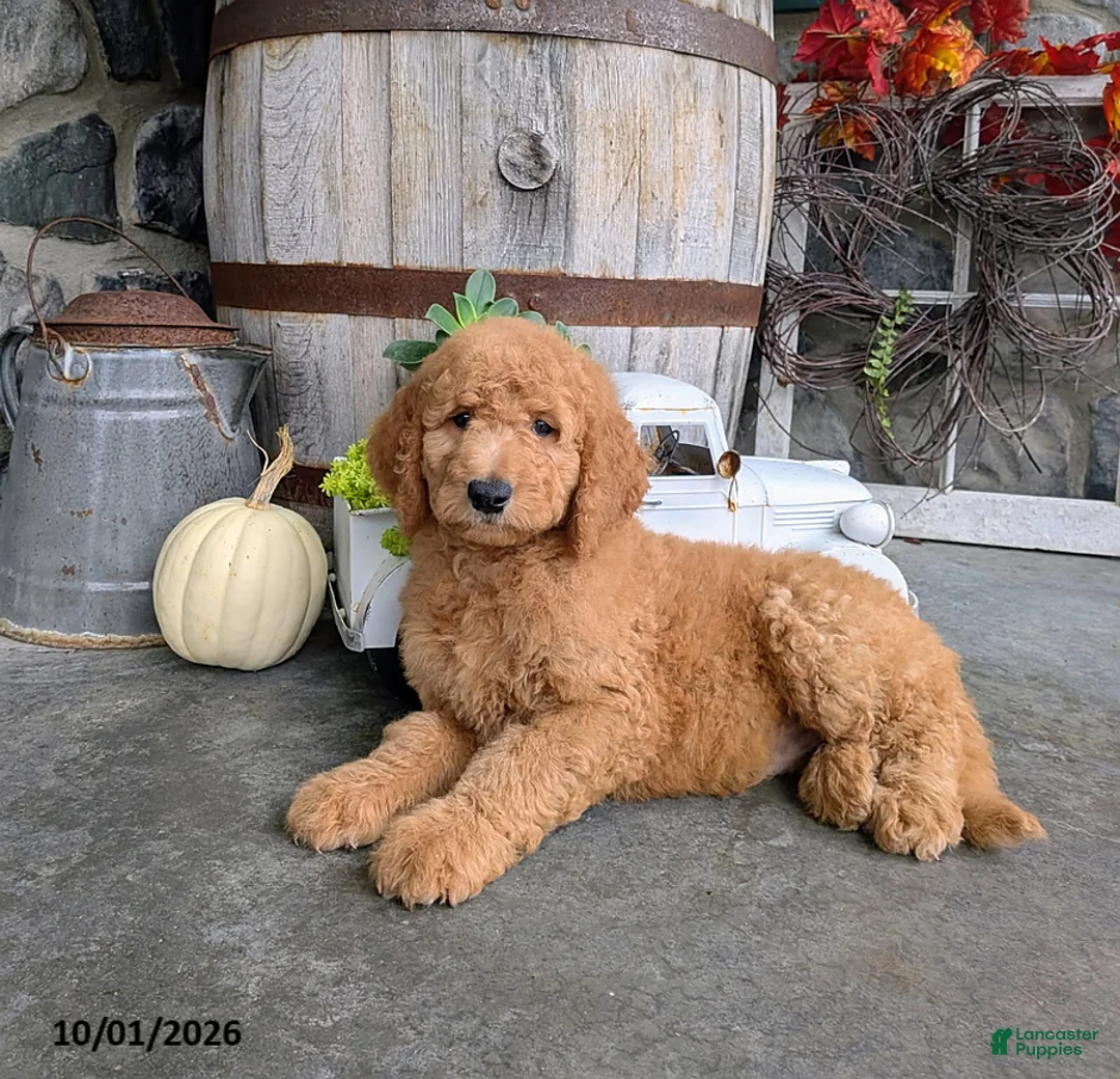 Goldendoodle dogs for sale: Axel - Ad 2