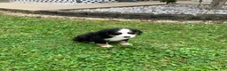 Bernese Mountain Dog dogs for sale: Akc Ranger - Ad 5