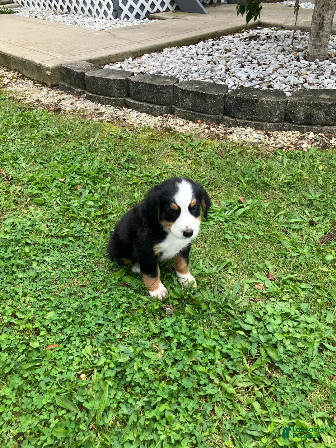 Bernese Mountain Dog dogs for sale: Akc Ranger - Ad 5