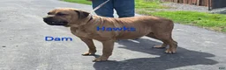 Mixed Breed dogs for sale: Hawks Sunny - Ad 6