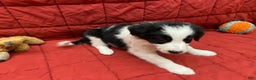 Border Collie dogs for sale: Remy - Ad 8
