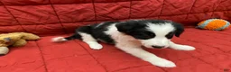 Border Collie dogs for sale: Remy - Ad 8