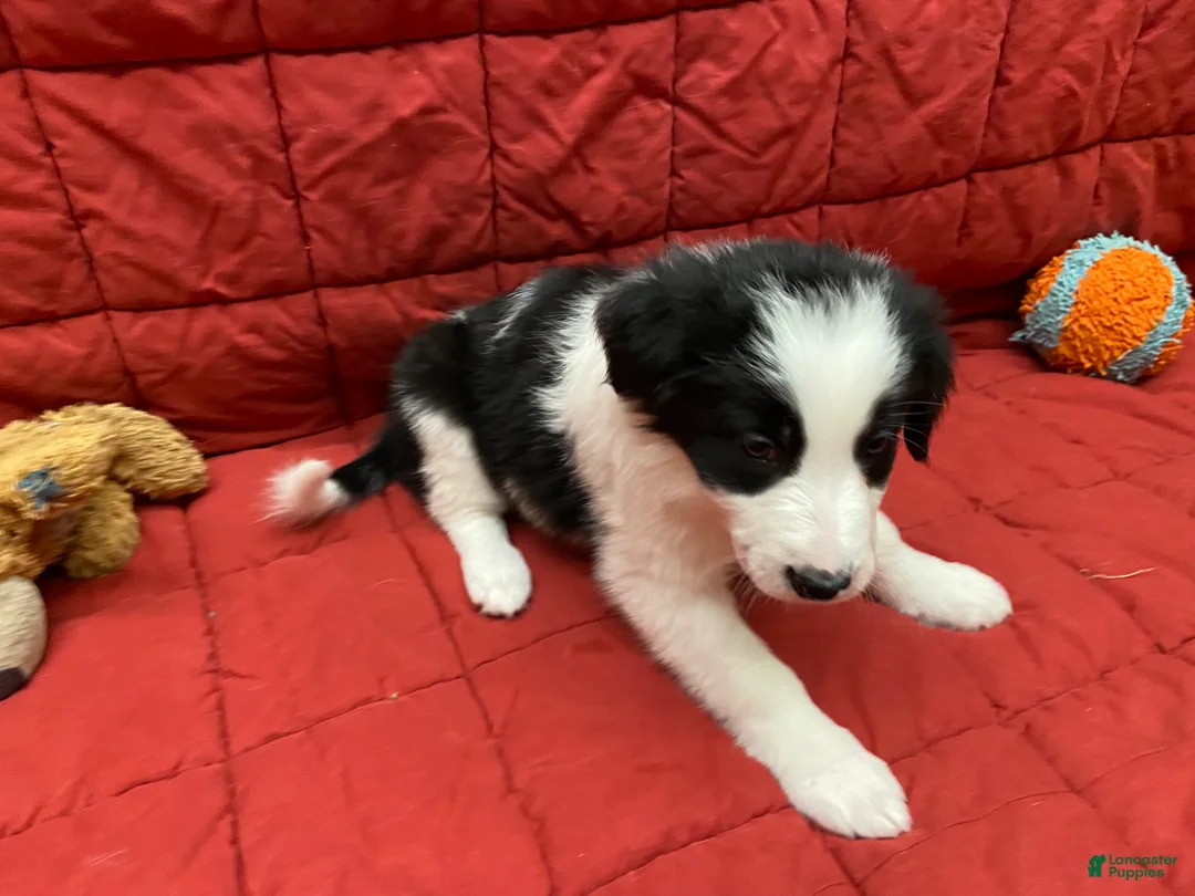 Border Collie dogs for sale: Remy - Ad 8