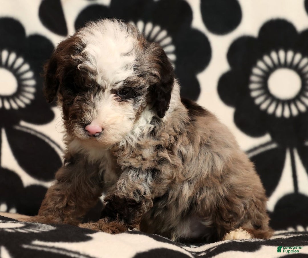 Miniature Poodle dogs for sale: Jasper - Ad 8