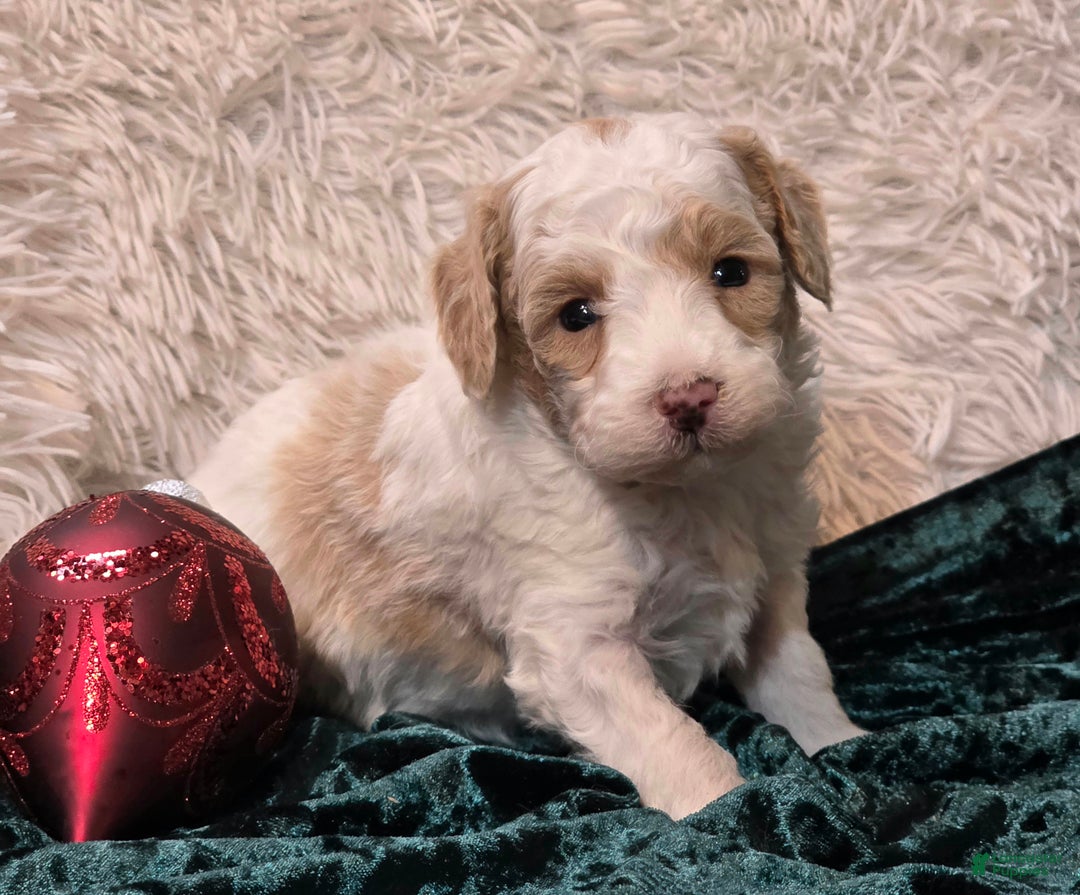 Mini Goldendoodle dogs for sale: Snowball - Ad 6