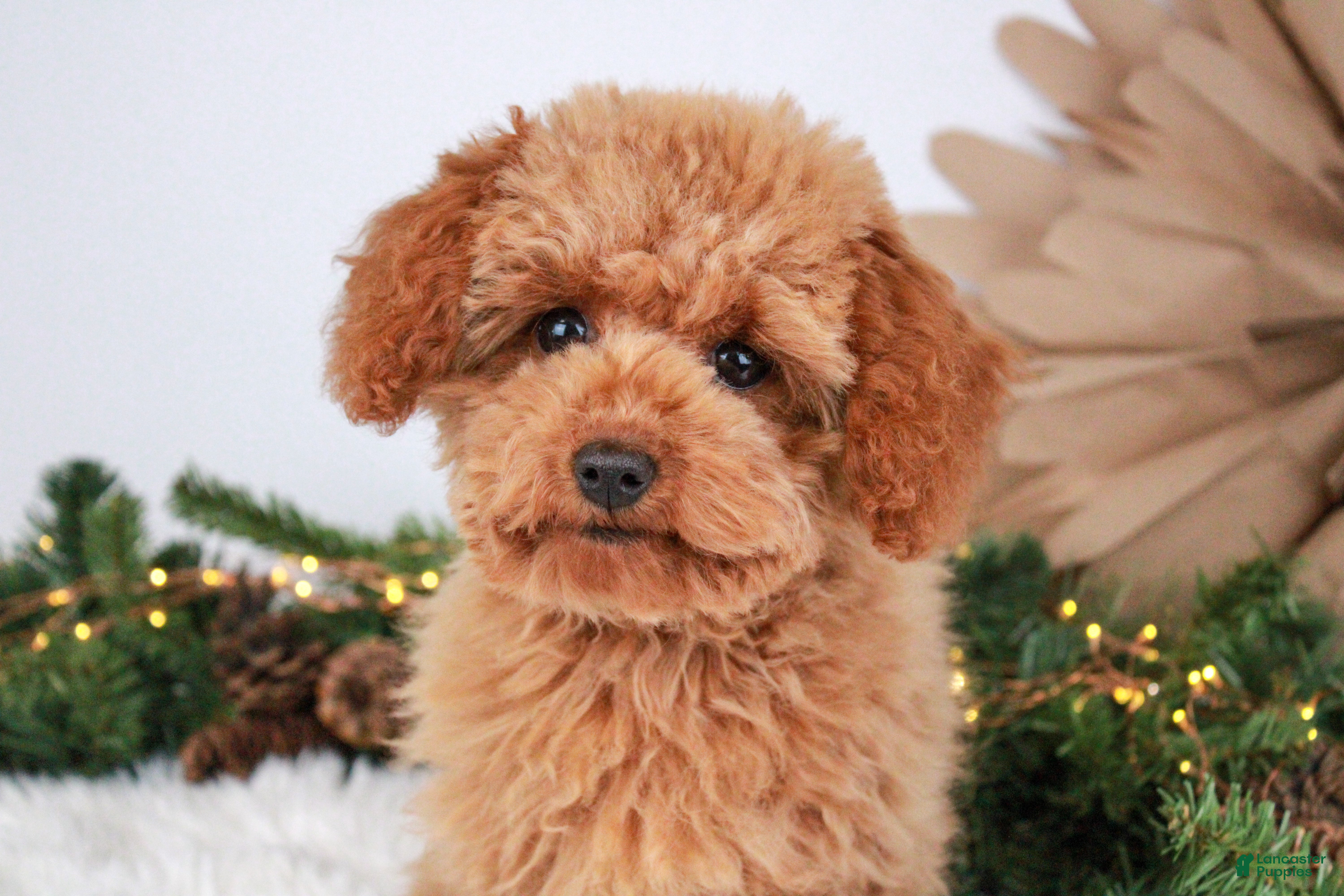 Toy Poodle dogs Caspian - Ad 18