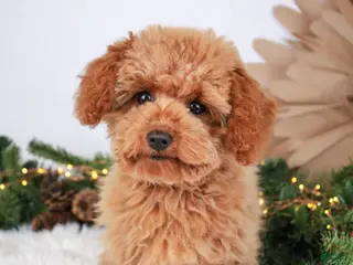 Toy Poodle dogs Caspian - Ad 3
