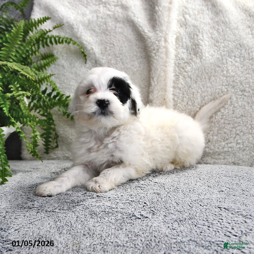 Portuguese Water Dog dogs for sale: Daisy - Ad 8