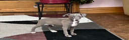 Italian Greyhound dogs for sale: Larry - Ad 11