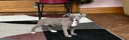 Italian Greyhound dogs for sale: Larry - Ad 11