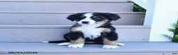 Bernese Mountain Dog dogs for sale: Daisy - Ad 4