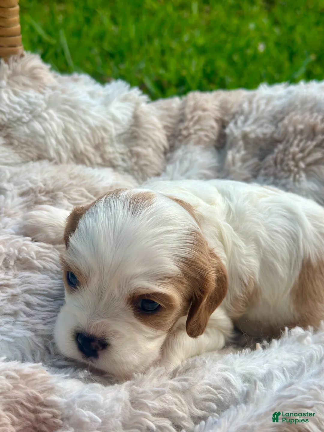 Cavalier King Charles Spaniel dogs for sale: Charlotte - Ad 2