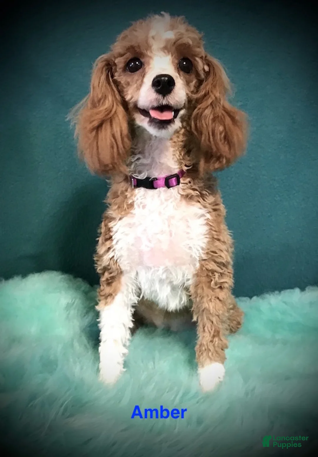 Toy Poodle dogs for sale: AKC Amber's Green Collar Male - Ad 2