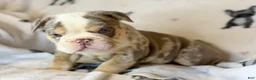 English Bulldog dogs for sale: Versace - Ad 63