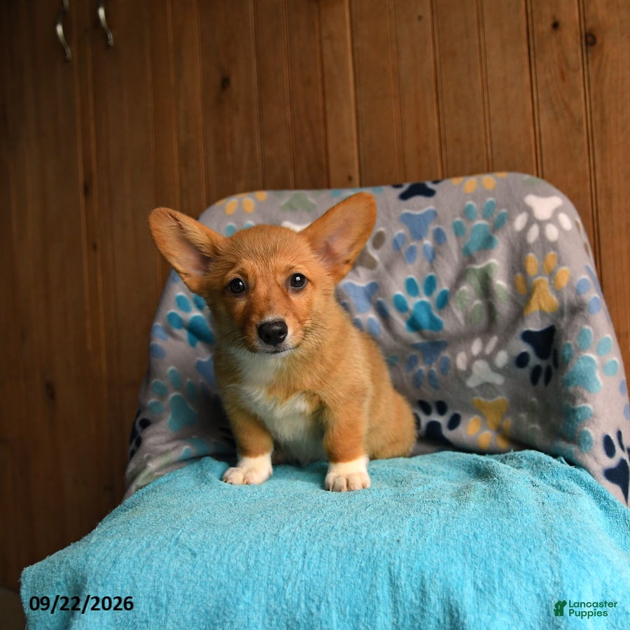 Welsh Corgi Pembroke dogs Lulu - Ad 2